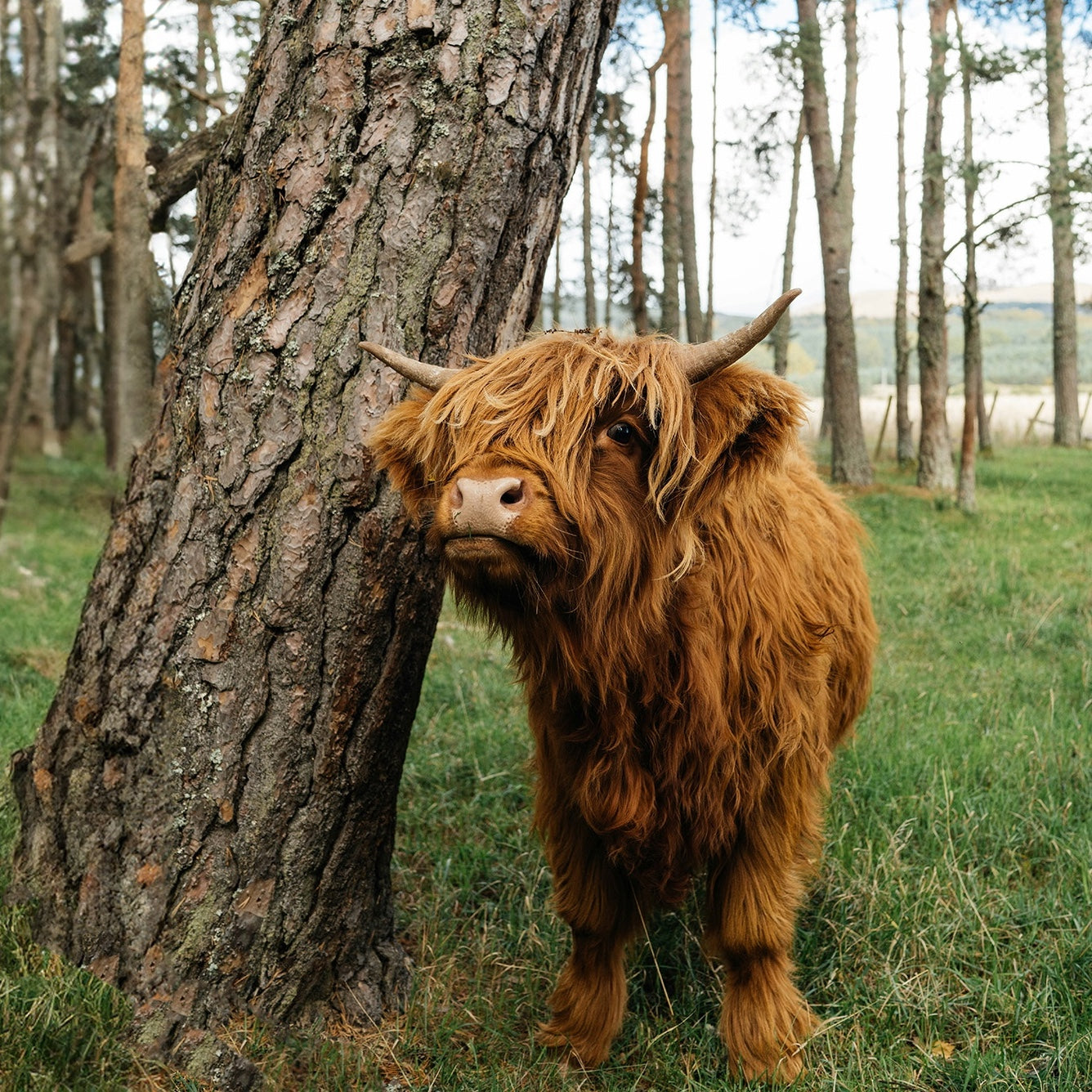Grass-Finished Meat