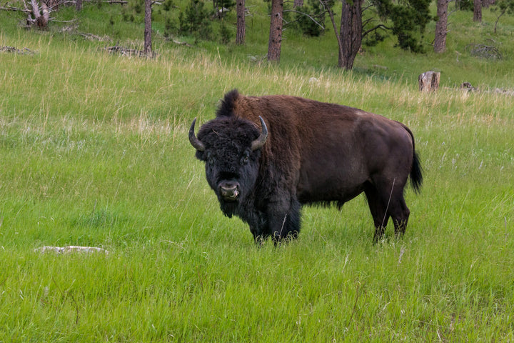 Grass-Finished Bison