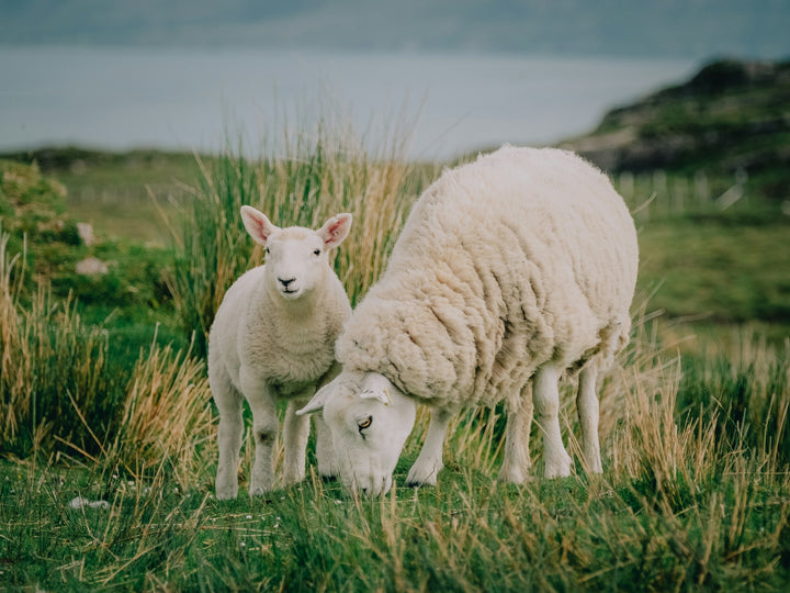 Grass-Finished Lamb