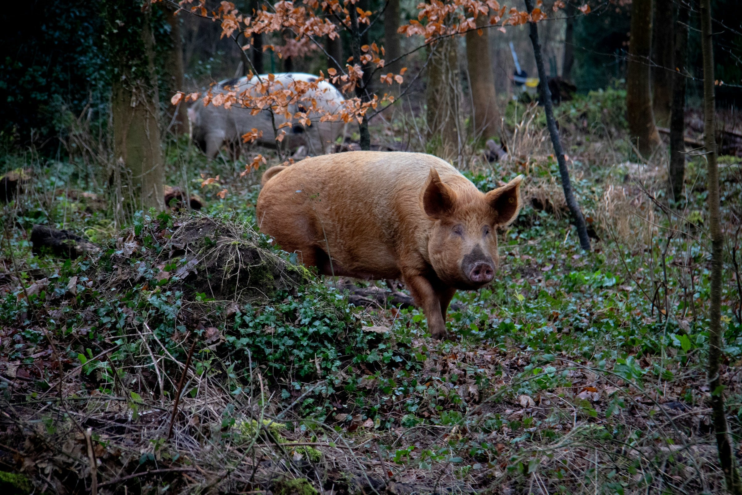 Forest-Grazed Pork