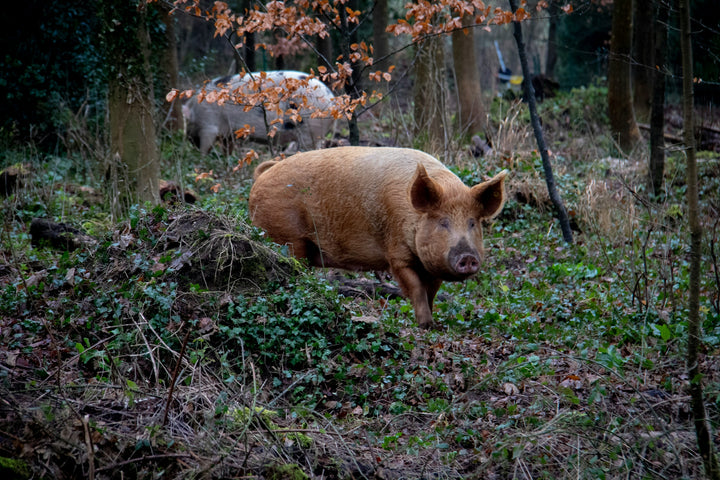 Forest-Grazed Pork