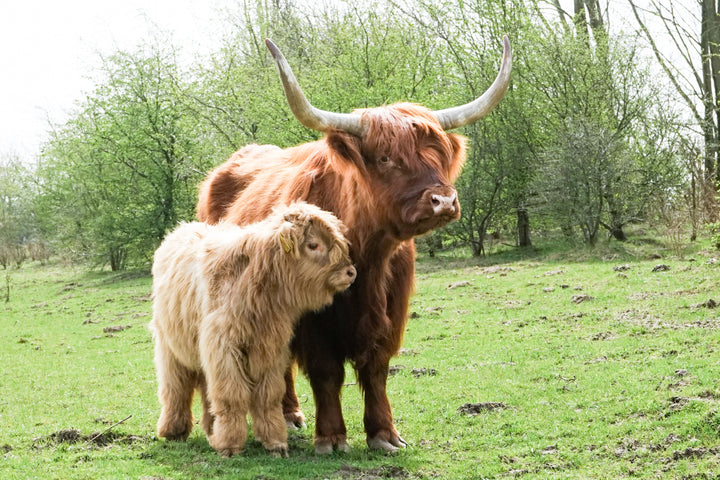 Grass-Finished Beef