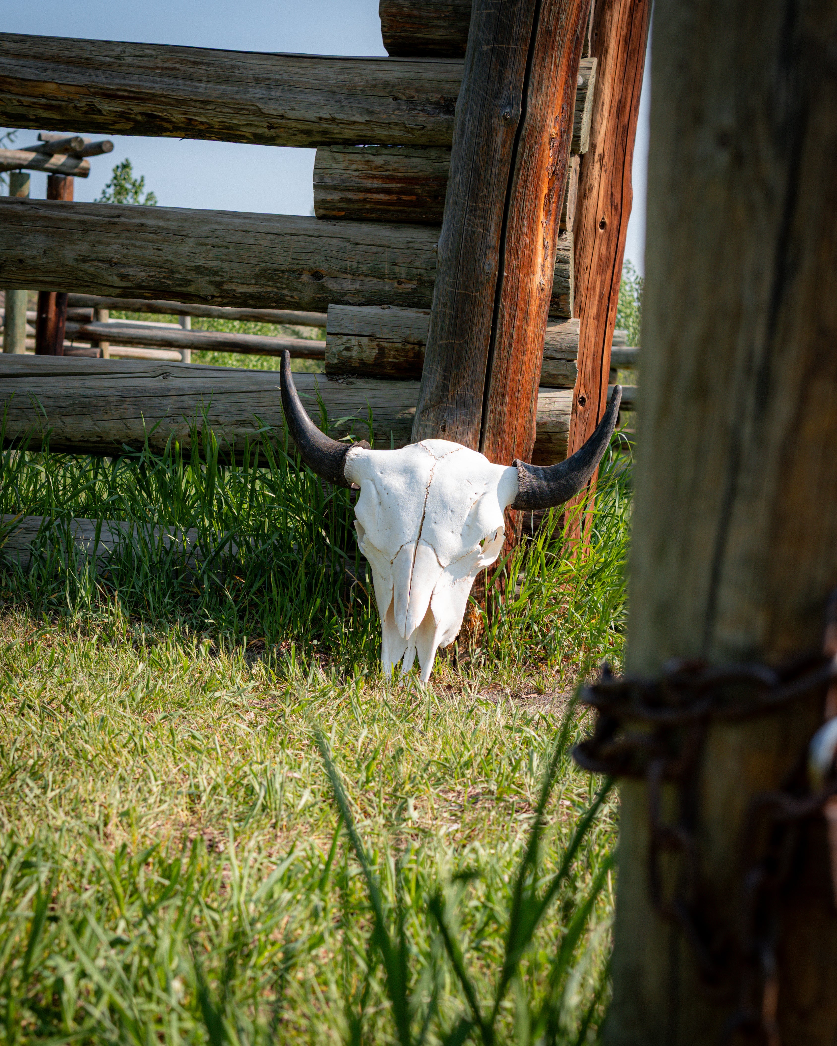 Broad Brow | Clean Horns