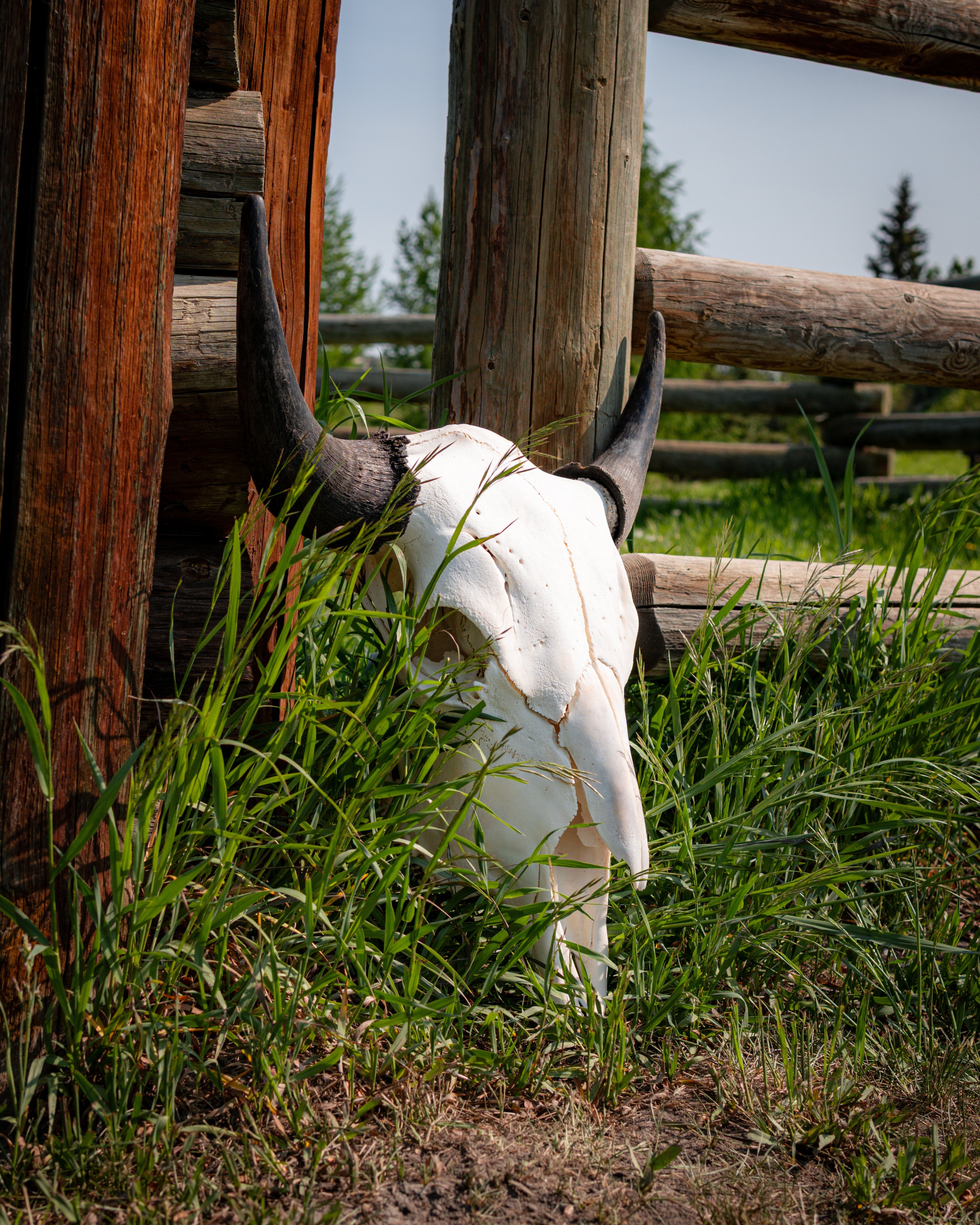 Broad Brow | Clean Horns