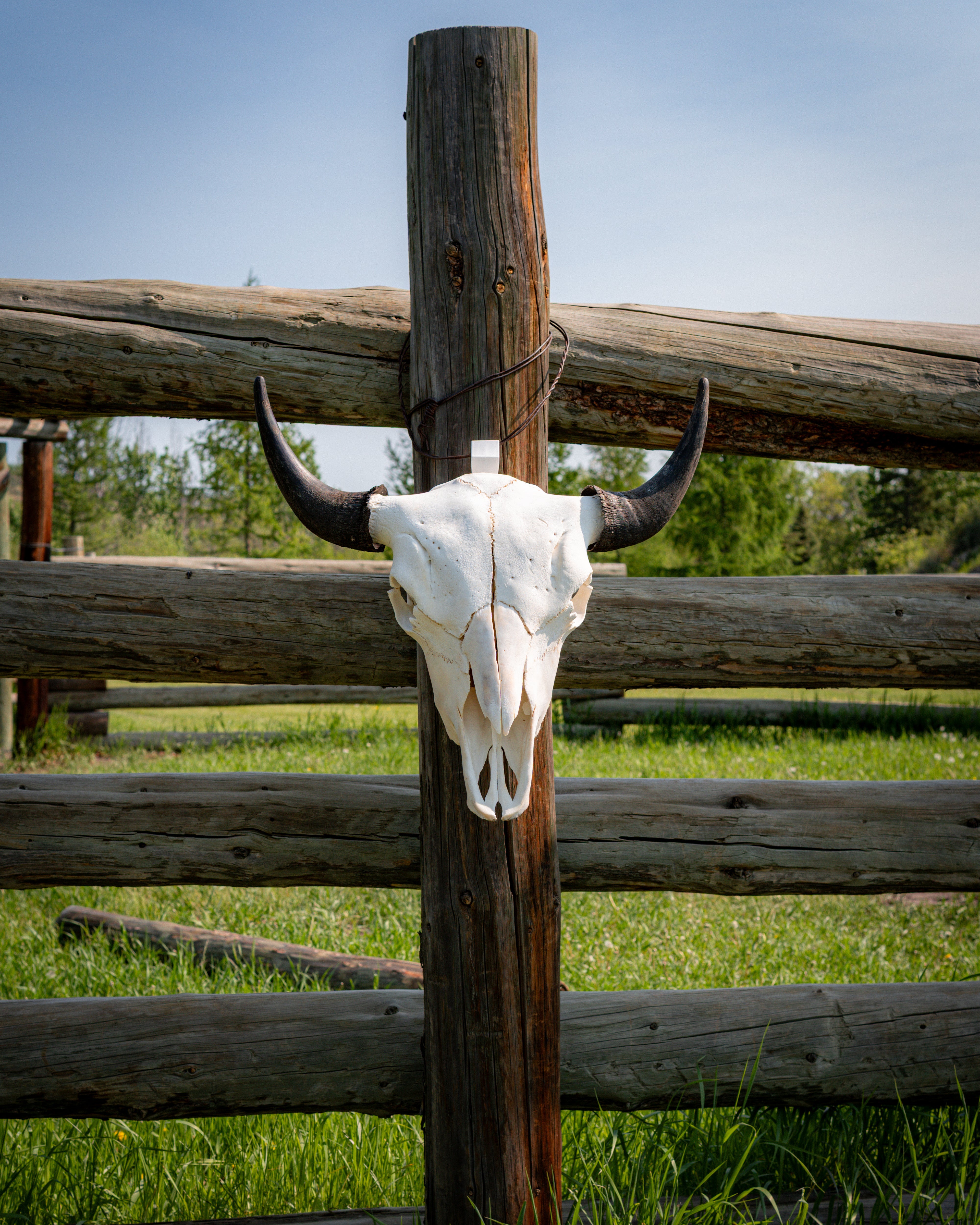 Broad Brow | Clean Horns