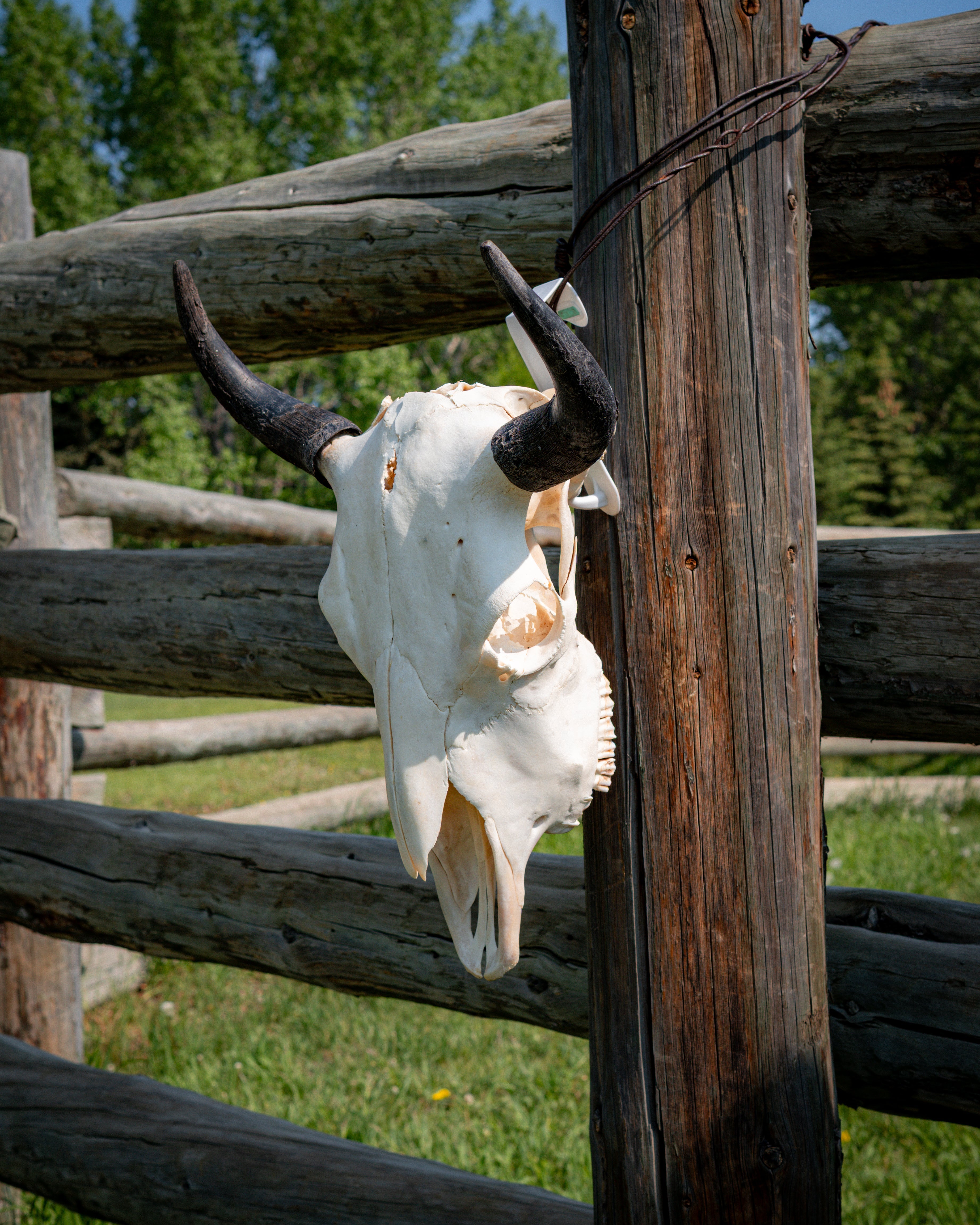 Tall Skull | Bullet Mark