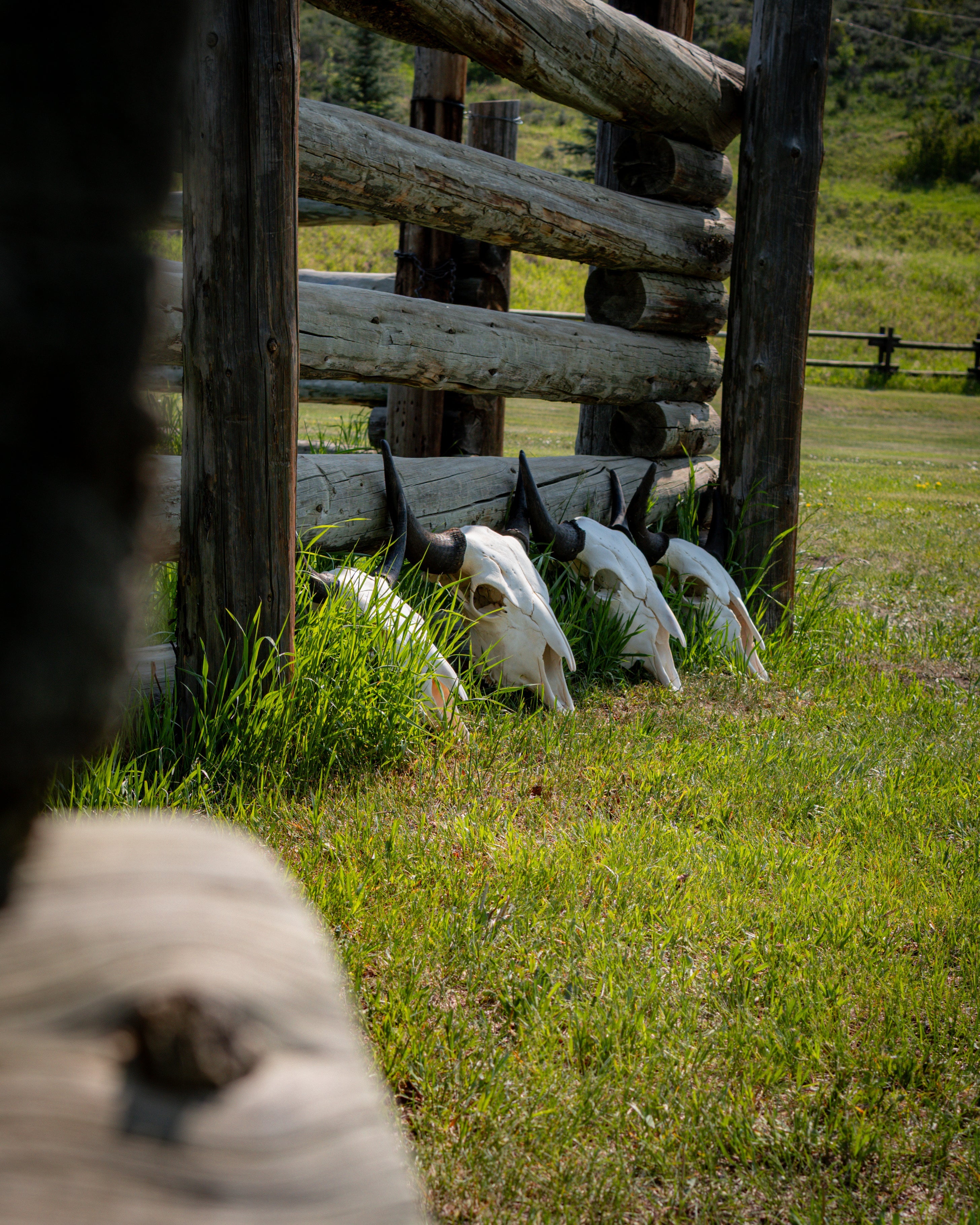Bison Skulls
