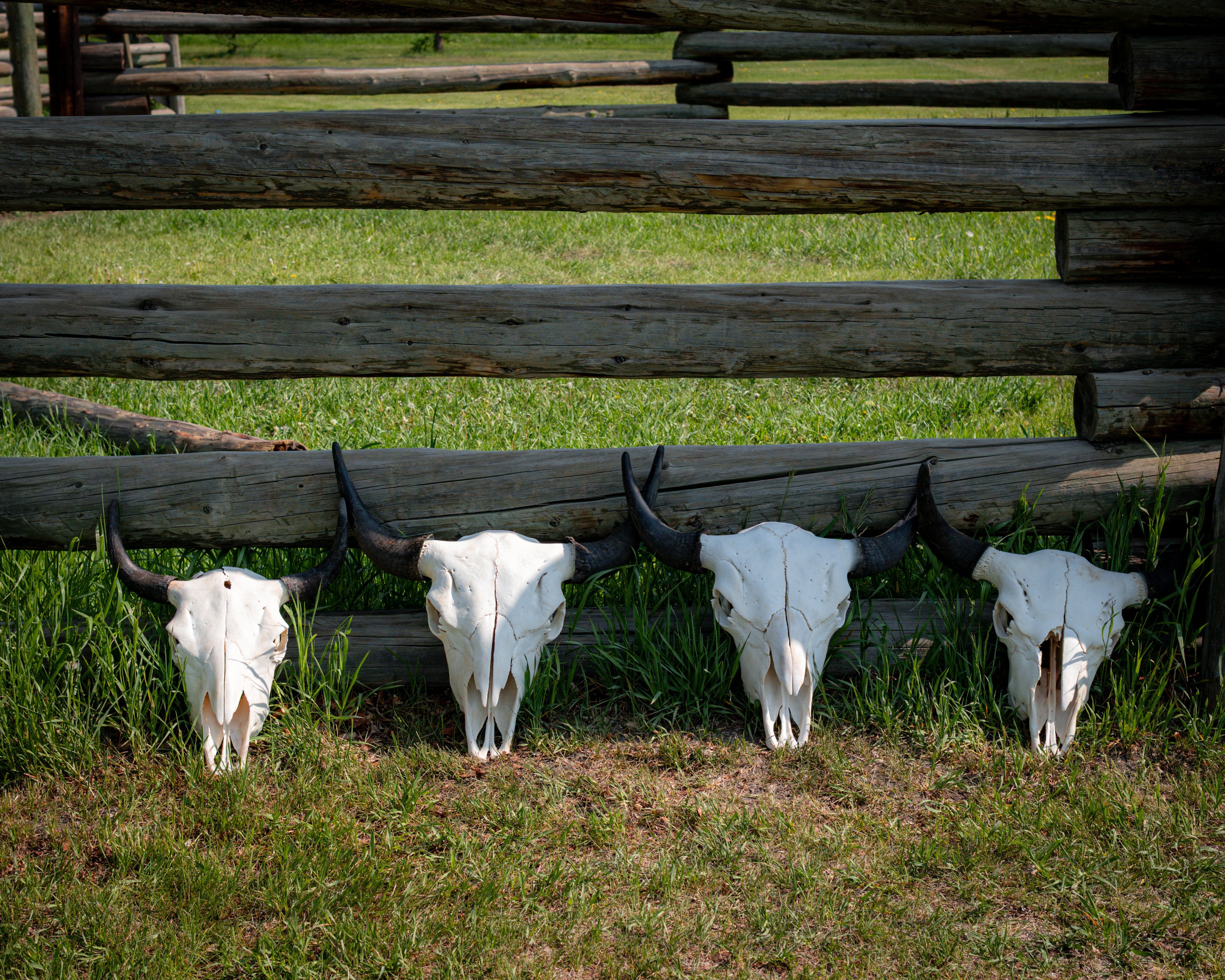 Bison Skulls