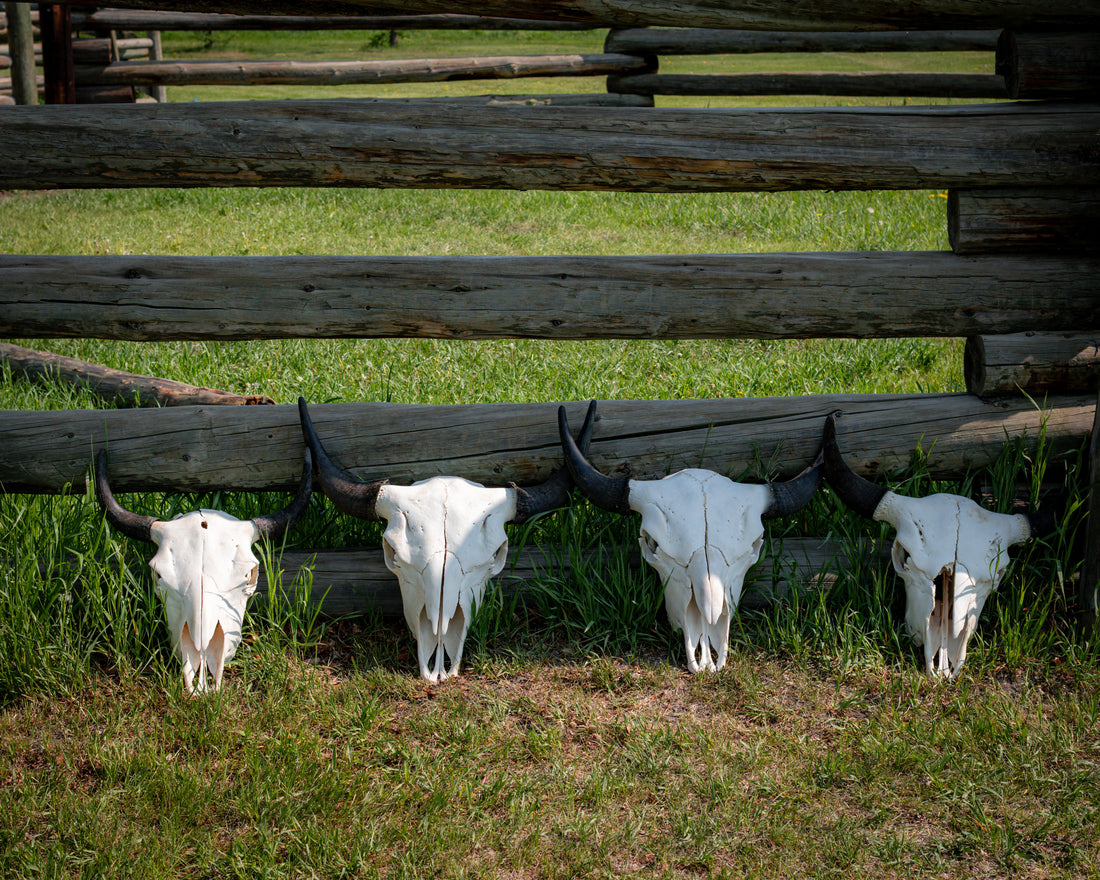 Bison Skulls