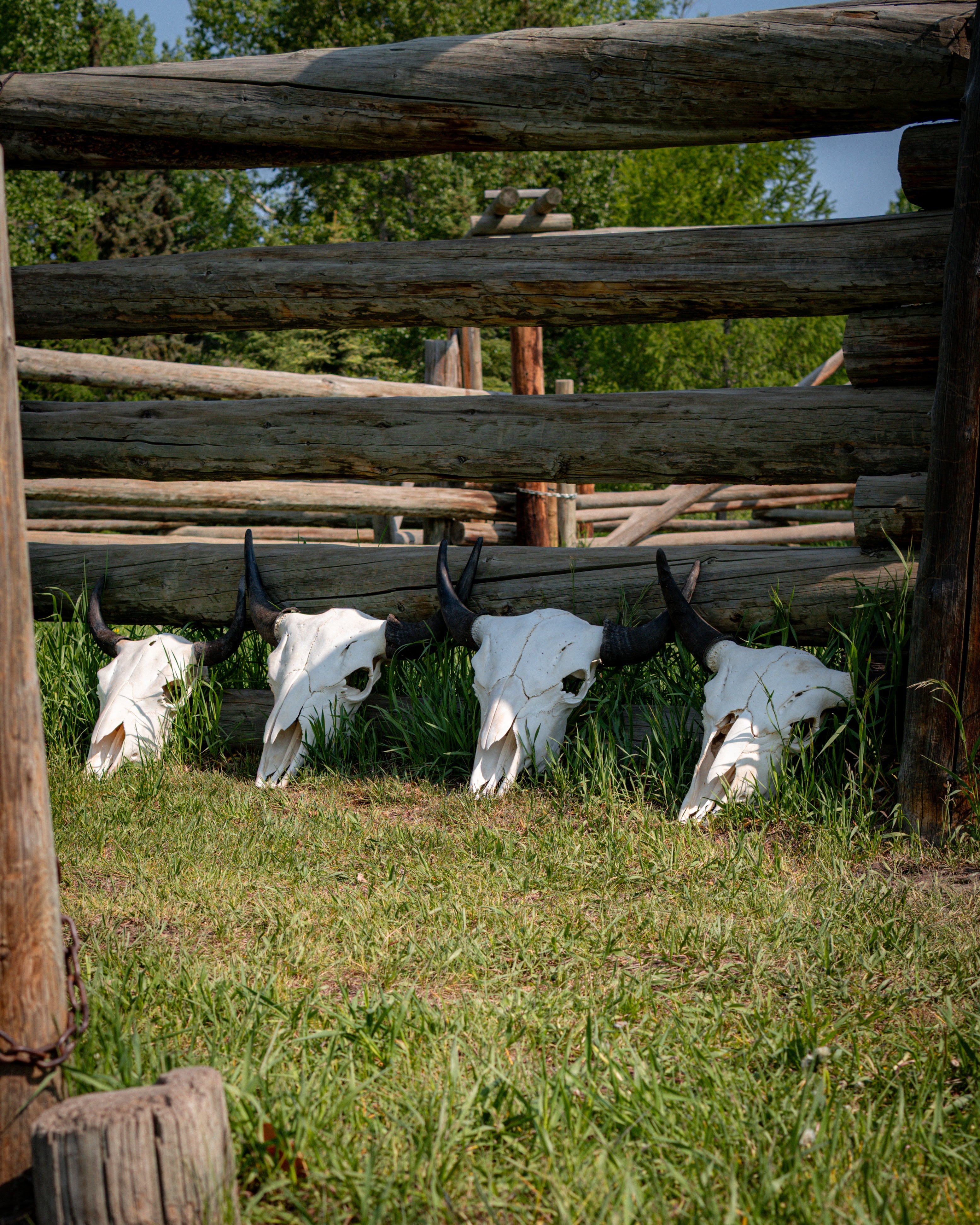 Bison Skulls