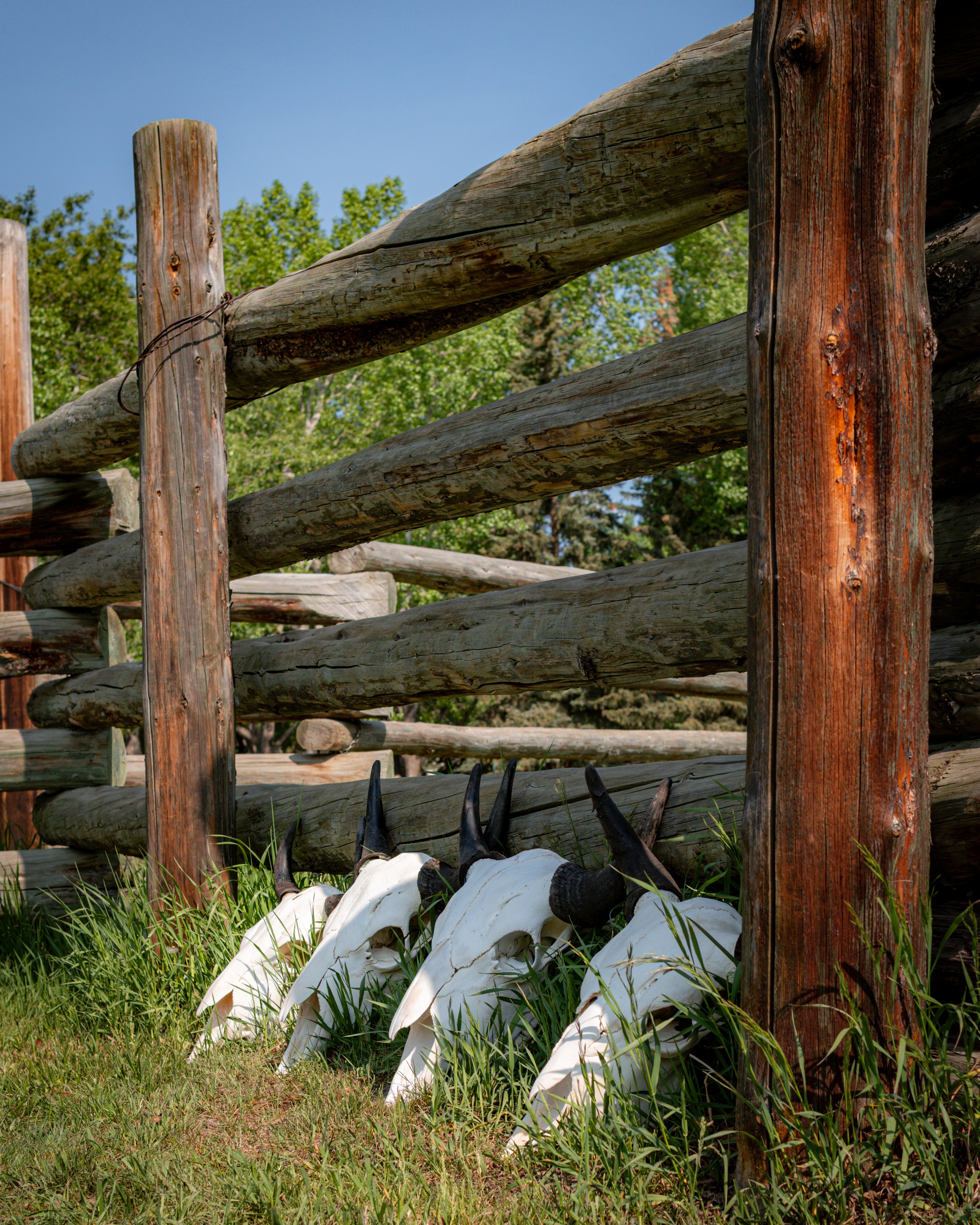 Bison Skulls