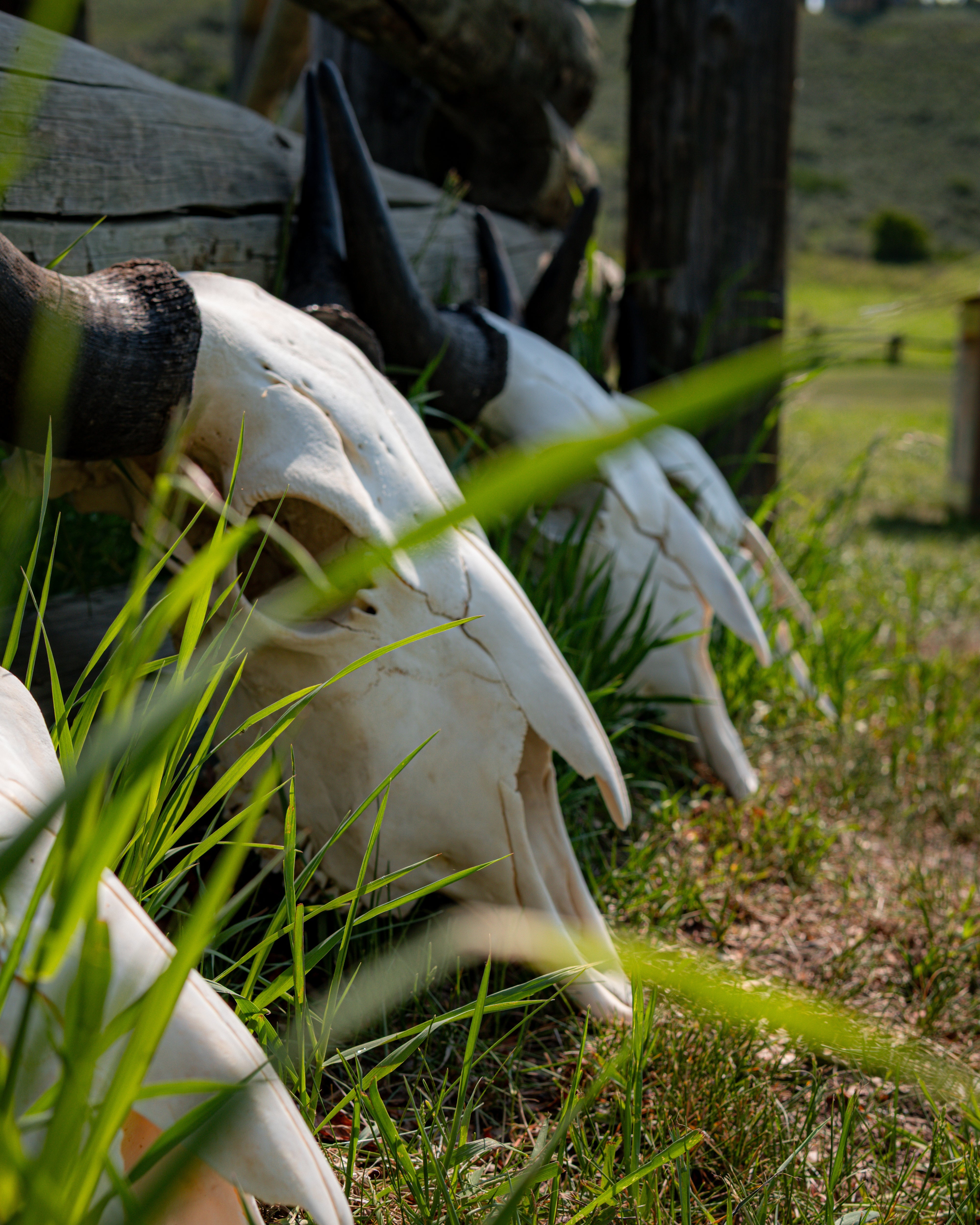 Bison Skulls